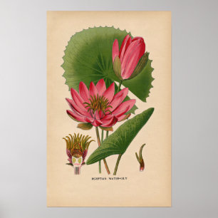Poster Copie botanique vintage rose égyptienne du