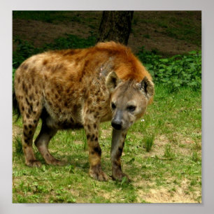 Poster Copie d'affiche de vagabondage d'hyène