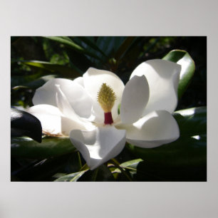 Poster copie d'art d'affiche de photo de photographie de