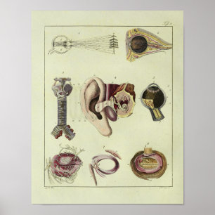 Poster Copie d'art d'anatomie d'oreille d'oeil du cru