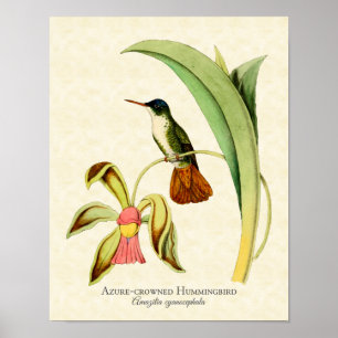 Poster Copie d'art de colibri couronnée par azur
