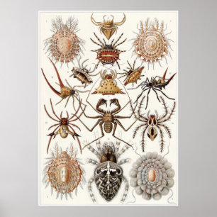 Poster Copie d'art d'Ernst Haeckel : Arachnides