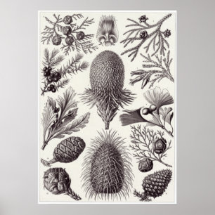 Poster Copie d'art d'Ernst Haeckel : Coniferae