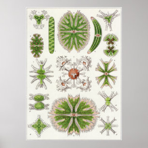 Poster Copie d'art d'Ernst Haeckel : Desmidiea