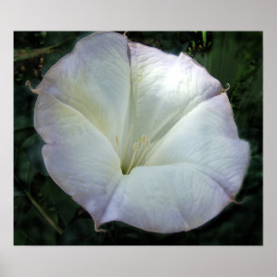 Poster Copie de fleur de lune