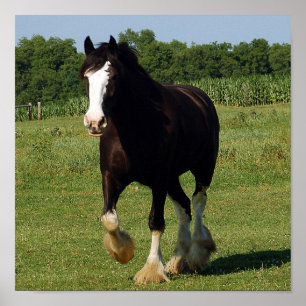 Poster Copie de fonctionnement de Clydesdale