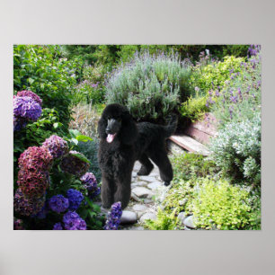 Poster Copie de jardin de caniche