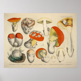 Poster Copie de jaune orange de variété de champignon du