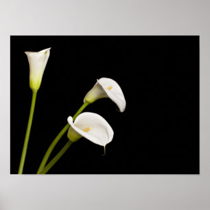 Poster Copie de lillies de calla