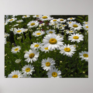 Poster Copie de marguerites