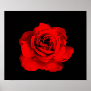 Poster Copie de rose rouge