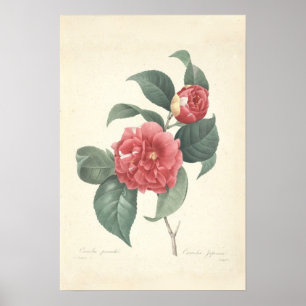 Poster Copie de toile de Camelia