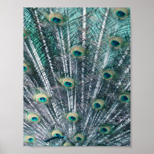 Poster Copie de toile de plumes de paon