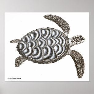 Poster Copie de tortue de mer de Hawksbill