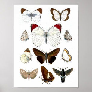 Poster Copie d'histoire naturelle de l'image 7. de