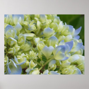 Poster Copie d'hortensia