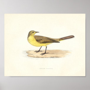 Poster Copie jaune de hochequeue