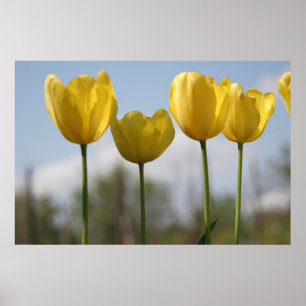 Poster Copie jaune de tulipes