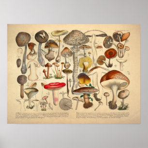 Poster Copie jaune rouge de variété vintage de champignon