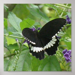 Poster Copie noire et blanche de papillon