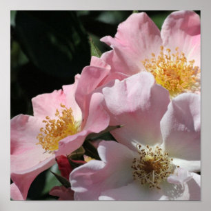 Poster Copie rose de roses