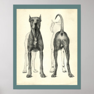 Poster Copie vétérinaire d'anatomie de topographie