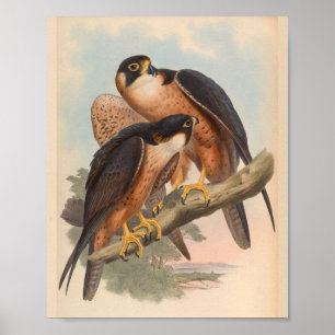 Poster Copie vintage d'art d'oiseau de faucon de Shaheen