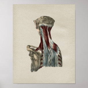 Poster Copie vintage de cou d'anatomie humaine de muscles