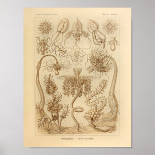 Poster Copie vintage d'Ernst Haeckel de couleur de