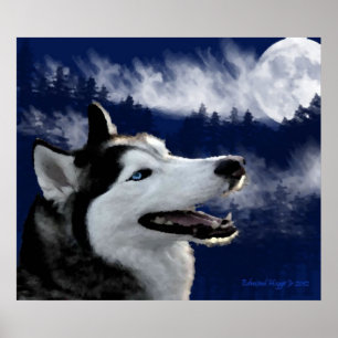 Poster Copies d'Alaska de chien de traîneau observées par