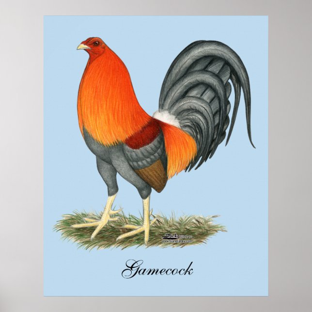 Poster Coq de combat Bleu Coq Rouge (Devant)