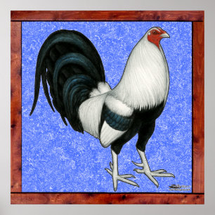 Poster Coq de combat encadré