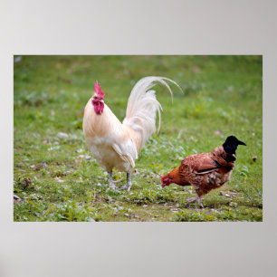 Poster Coq et poule