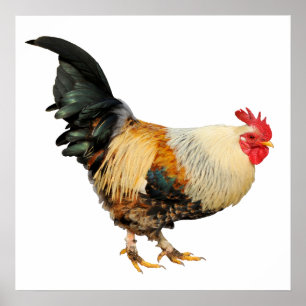 Poster Coq isolé