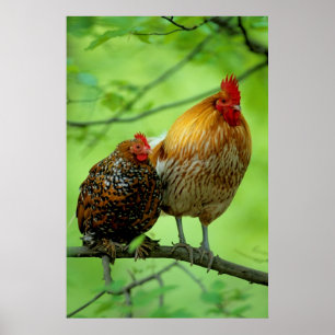 Poster Coqs avec poule sur Ast, New Hampshire, poulet dom