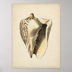 Poster Coque vintage Sepia Conch