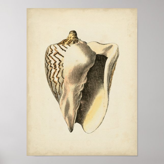 Poster Coque vintage Sepia Conch (Devant)