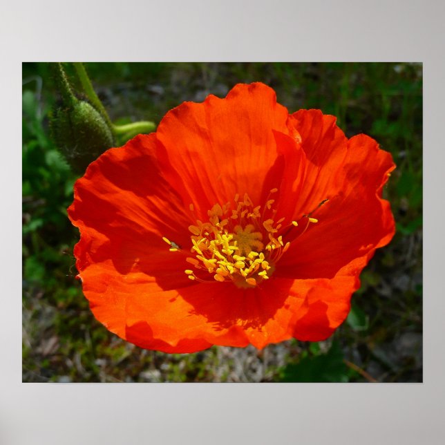 Poster Coquelicot Rouge d'Alaska Fleur Colorée (Devant)