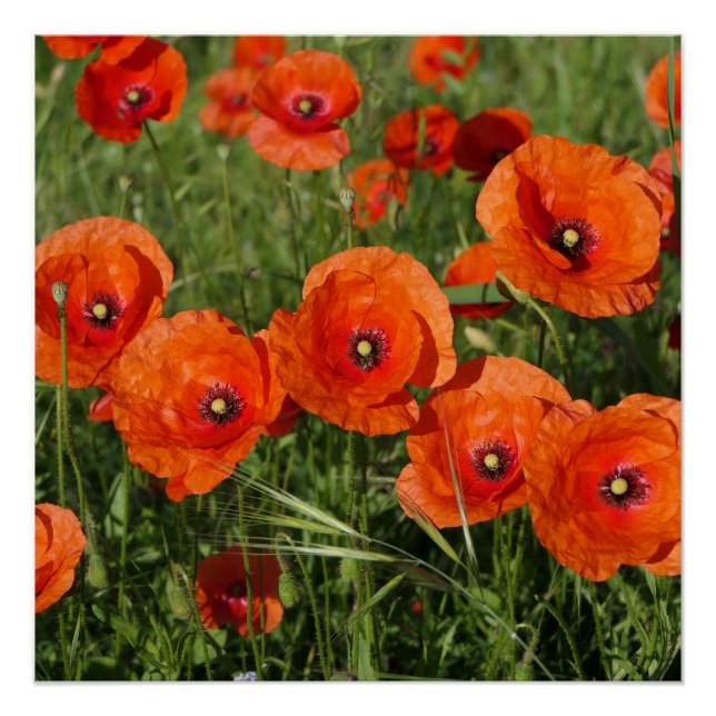Poster Coquelicots communs (Devant)