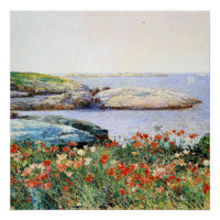 Coquelicots, îles de Shoals,