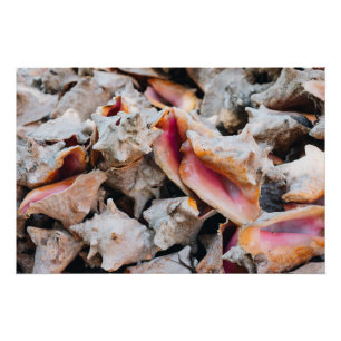 Poster Coques de conches, Bahamas