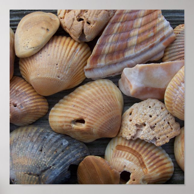 Poster Coques de la mer d'Ambre (Devant)