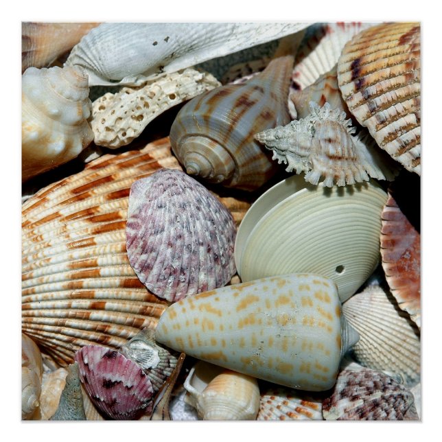 Poster Coques de mer (Devant)