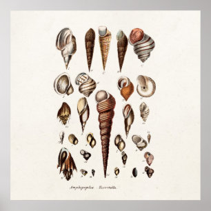 Poster Coques de mer vintage Personnalisé Retro Auger She