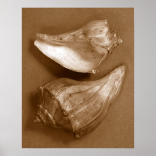 Poster Coques sensuelles