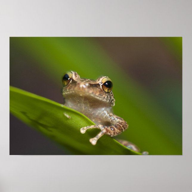 Poster Coqui commun, Eleutherodactylus coqui (Devant)