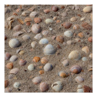 Coquillages marins sur la plage