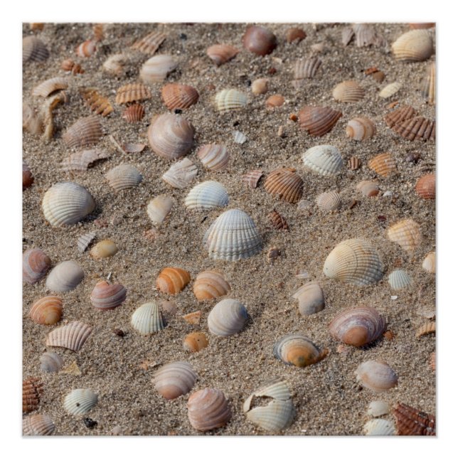Poster Coquillages marins sur la plage (Devant)