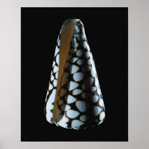 Poster Coquille 2 de cône