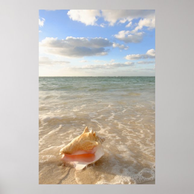 Poster Coquille De Conche Dans Le Sable Sur La Plage Trop (Devant)